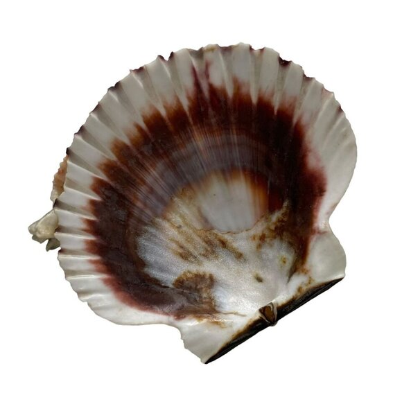 Vintage 1960s Kitschy Seashell Sculpture with Rosin Seal Unique Art Creation - Picture 9 of 13